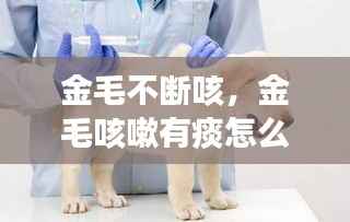 金毛不断咳,金毛咳嗽有痰怎么治疗