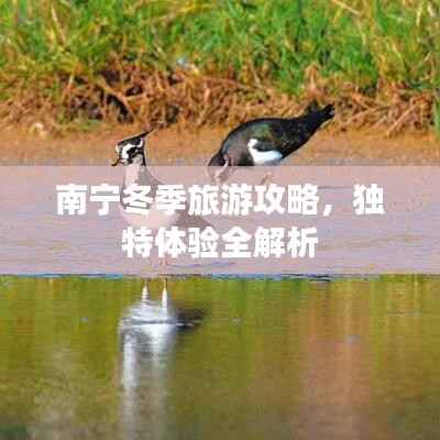 南宁冬季旅游攻略,独特体验全解析