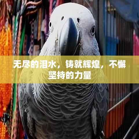 无尽的泪水,铸就辉煌,不懈坚持的力量