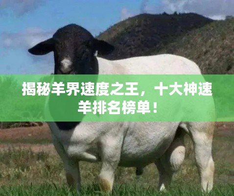 揭秘羊界速度之王,十大神速羊排名榜单!