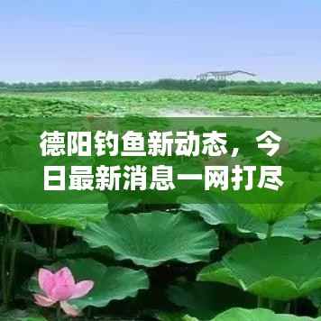 德阳钓鱼新动态,今日最新消息一网打尽!