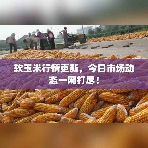 软玉米行情更新,今日市场动态一网打尽!